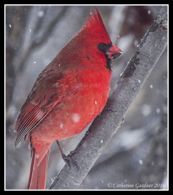 Northern Cardinal (M)