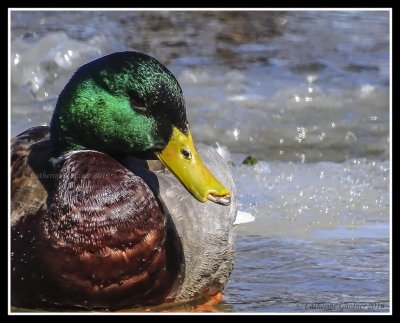 Mallard (M) With Beak and Tongue Series