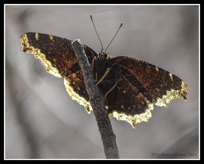 Mourning Cloak Butterfly