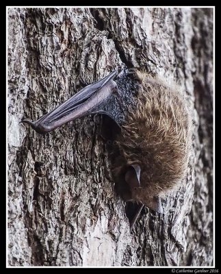 Brown Bat