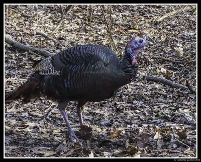 Wild Turkey