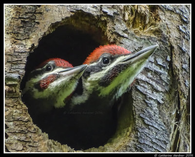 Woodpeckers