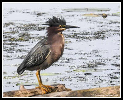 Green Heron