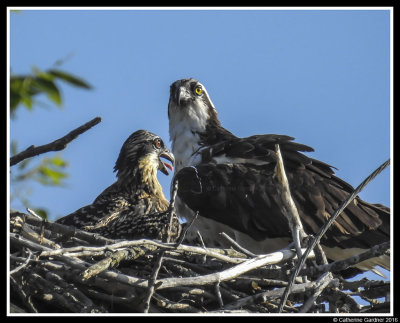Osprey Mom With Young