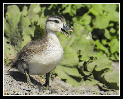 Wood Duck Duckling