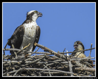 Osprey Mom & Baby