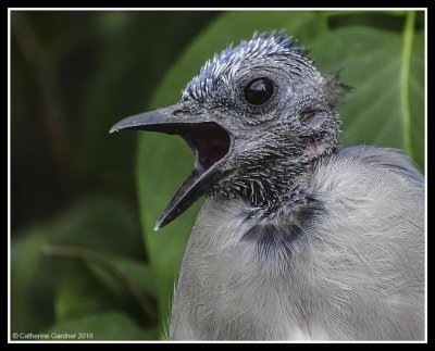 Blue Jay Molting