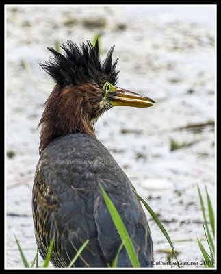 Green Heron