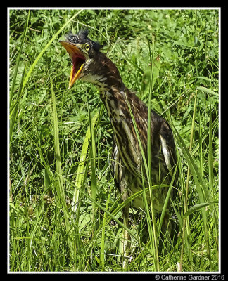 Green Heron