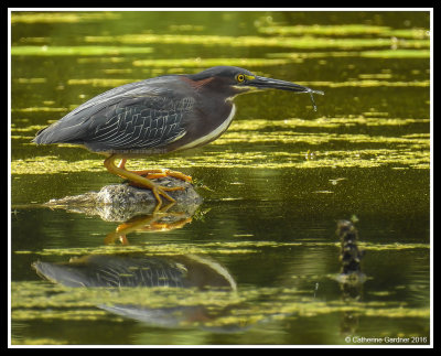 Green Heron Bait Fishing with Dragonfly