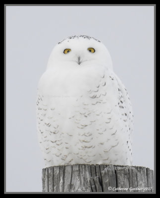 Snowy Owl (M)