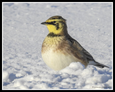 Horned-Lark (M)