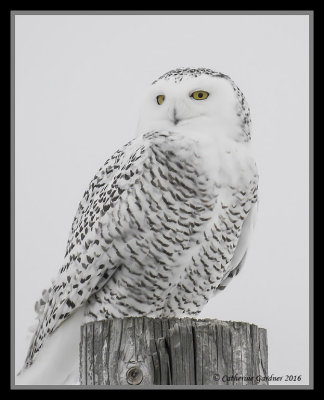 Snowy Owl (F)