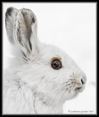 Showshoe Hare