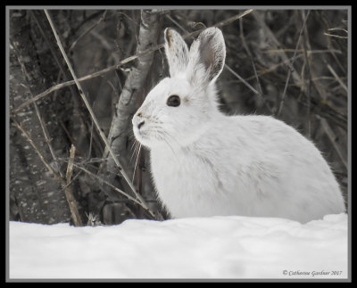 Snowshoe Hare