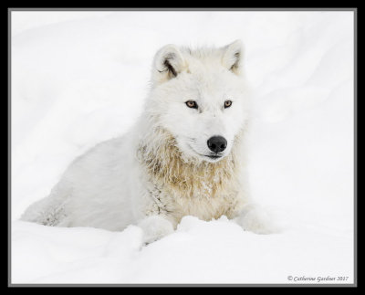 Arctic Wolf