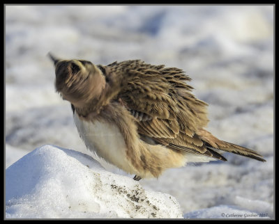 Horned Lark, Give Your Head A Shake