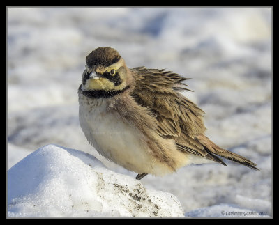 Horned Lark