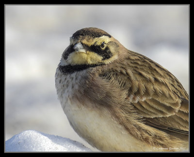 Horned Lark