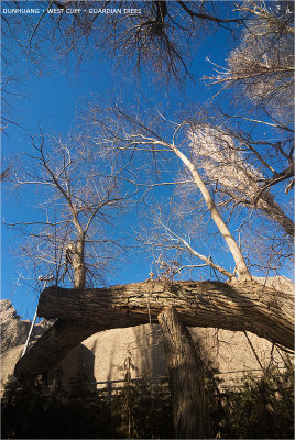dunhuang_west_cliff_guardian_trees_01.jpg