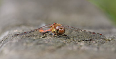Common Darter
