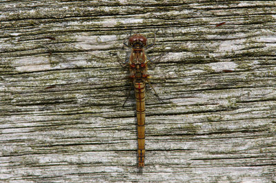 Common Darter