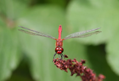 Ruddy Darter