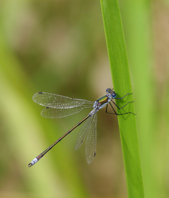 Emerald Damselfly 