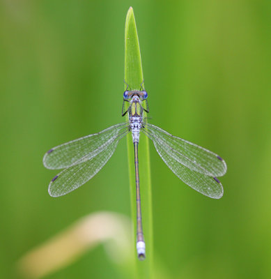 Emerald Damselfly 