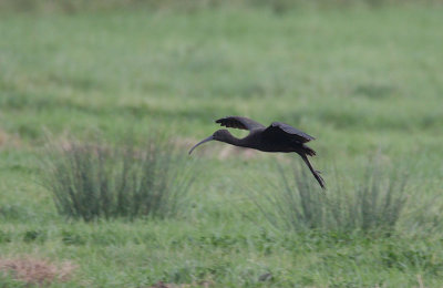 Glossy Ibis