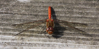 Common Darter