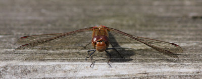 Common Darter