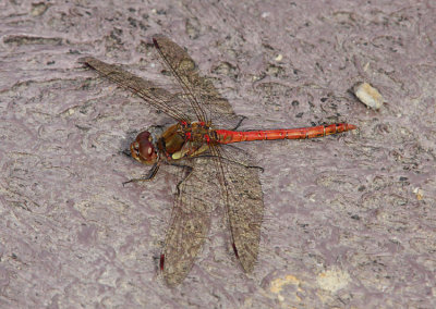 Common Darter