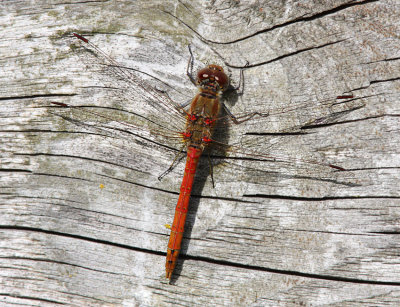 Common Darter