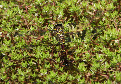 Common Hawker (female)