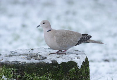 Collared Dove