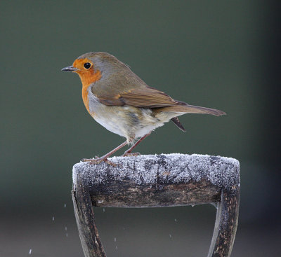 Robin