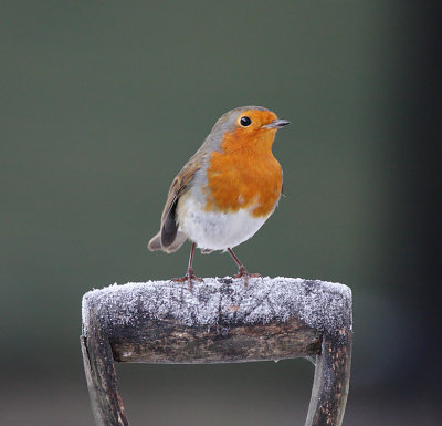 Robin