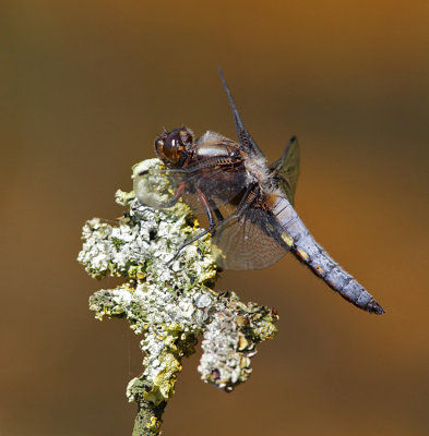 Broad-bodied Chaser