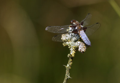 Broad-bodied Chaser