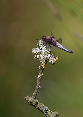 Broad-bodied Chaser