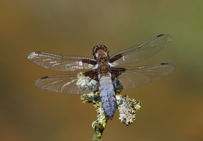 Broad-bodied Chaser