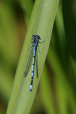 Azure Damselfly