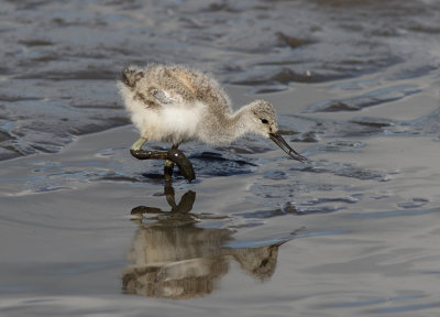 Avocet