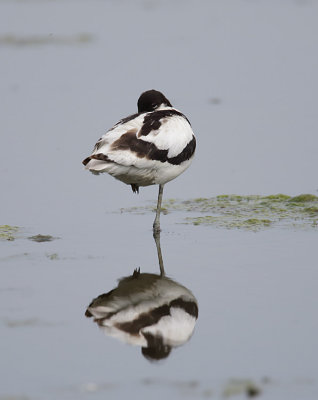 Avocet