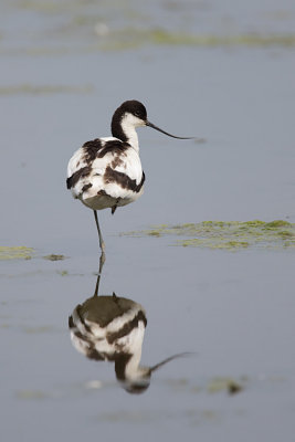 Avocet