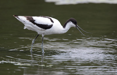 Avocet