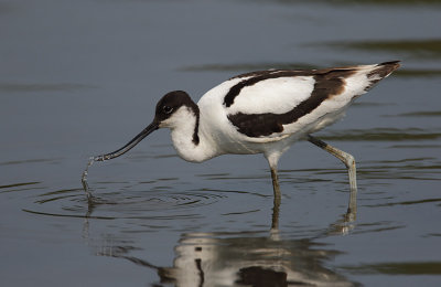 Avocet