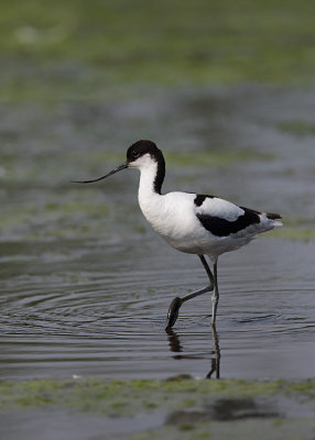Avocet