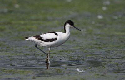 Avocet